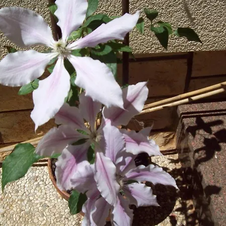 Pensjonat Confort Exclusive 3*