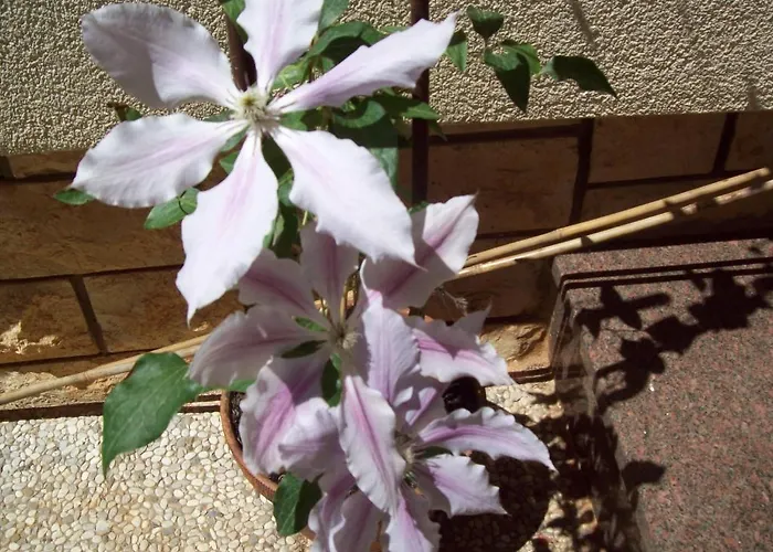 Gasthuis Confort Exclusive 3*